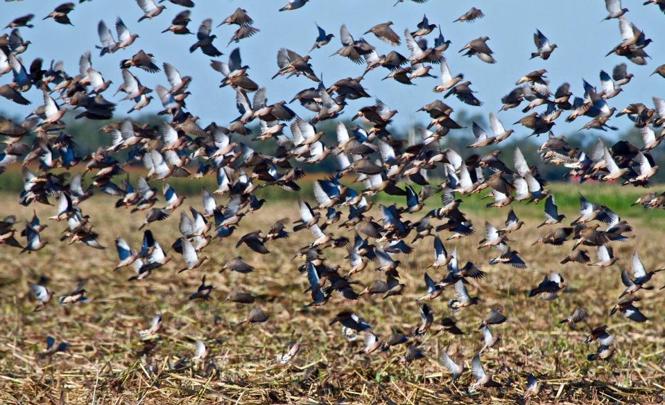 Bolivian Adventures - All kind of birds