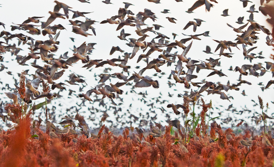 Bolivian Adventures - Bolibian Hunting