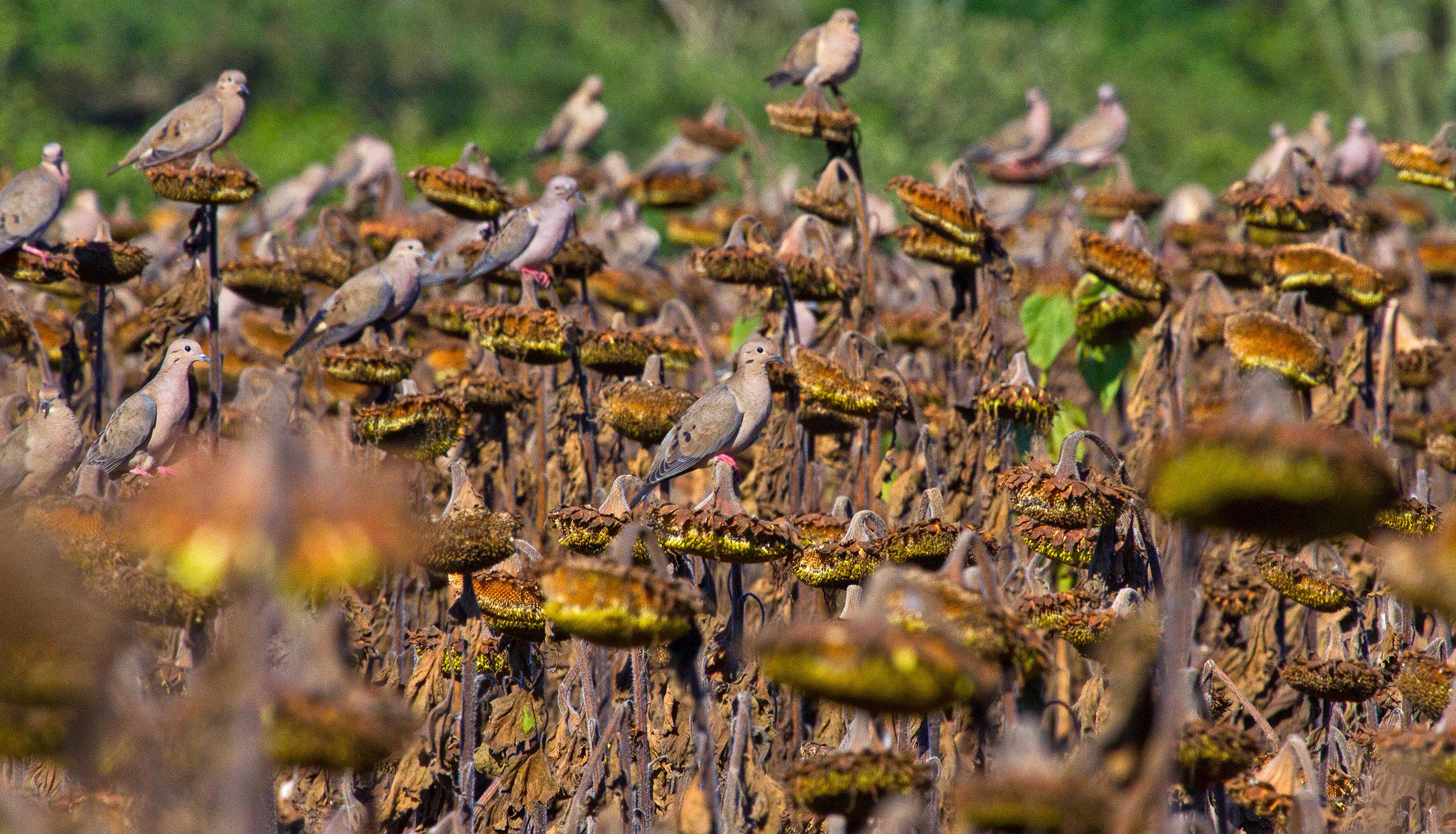 Bolivian Adventures - Bolibian Hunting